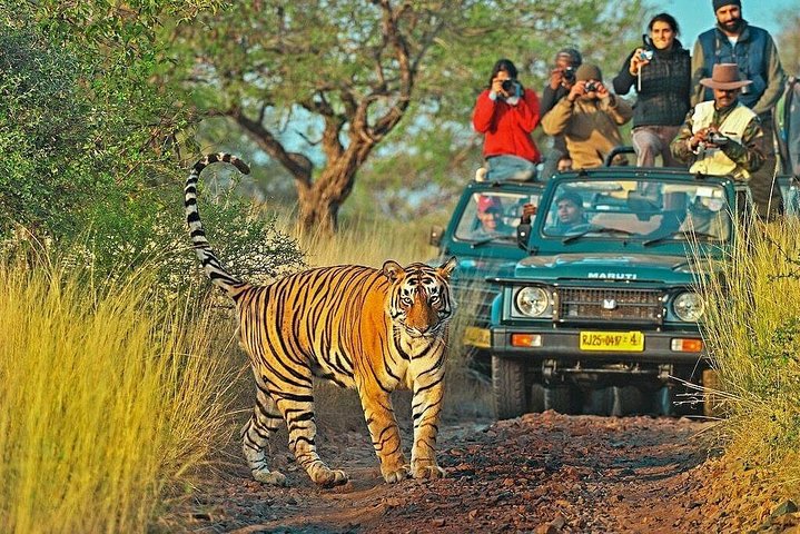 Jaipur Ranthambore Bundi Chittorgarh Udaipur Tour