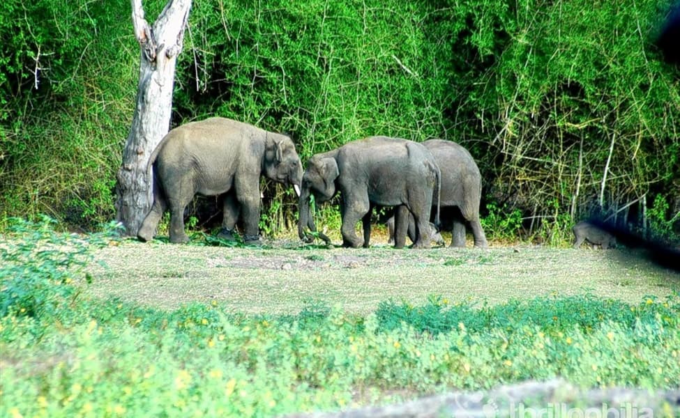 Golden Triangle with Magnificent Indian Wildlife