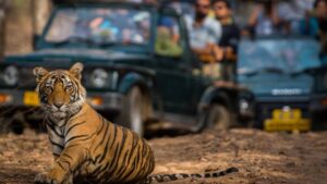 Tiger safari tours in Rajasthan