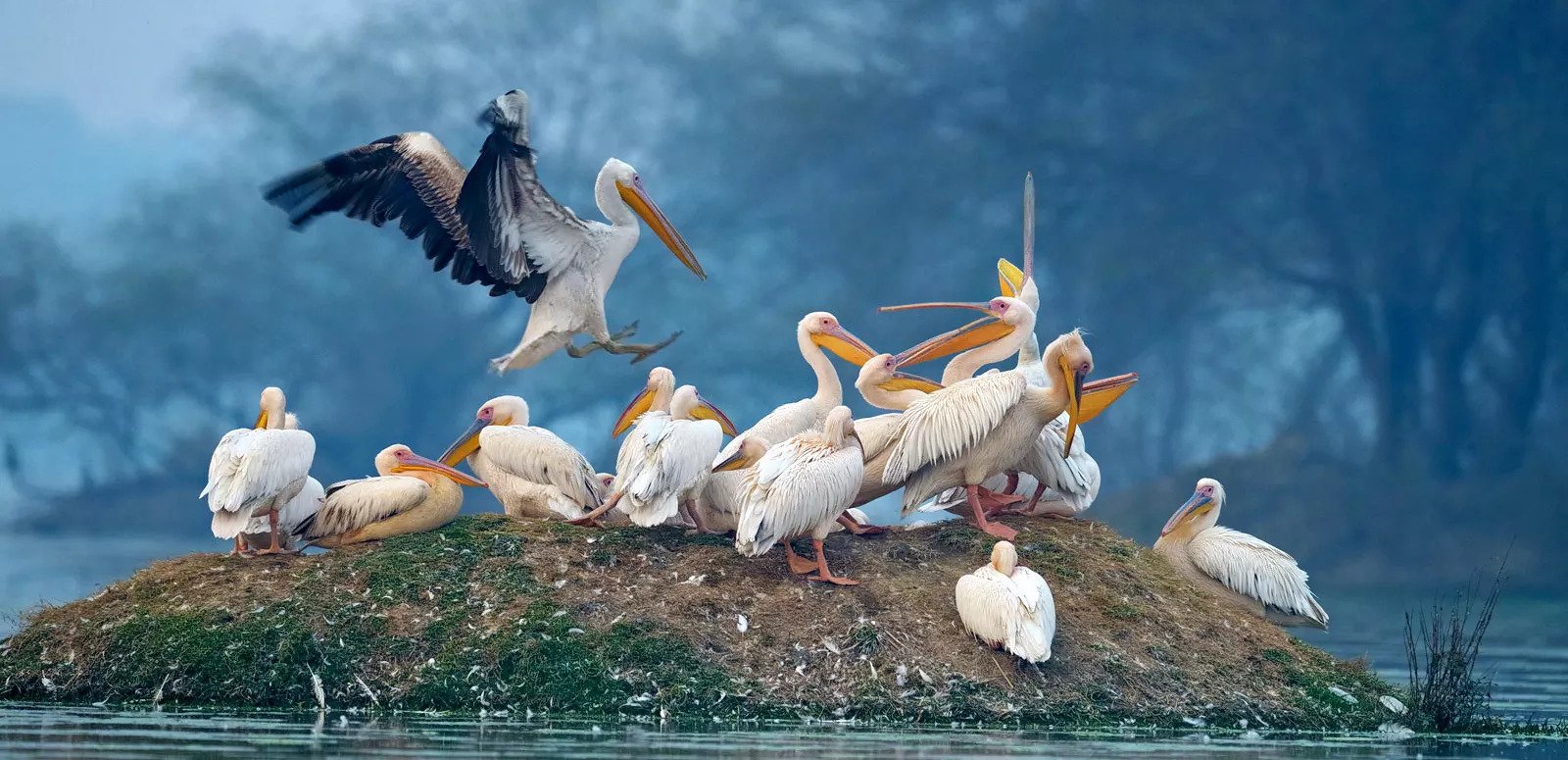 Golden Triangle with Magnificent Indian Wildlife