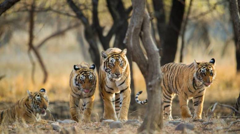 Jaipur Ranthambore Same Day Tour