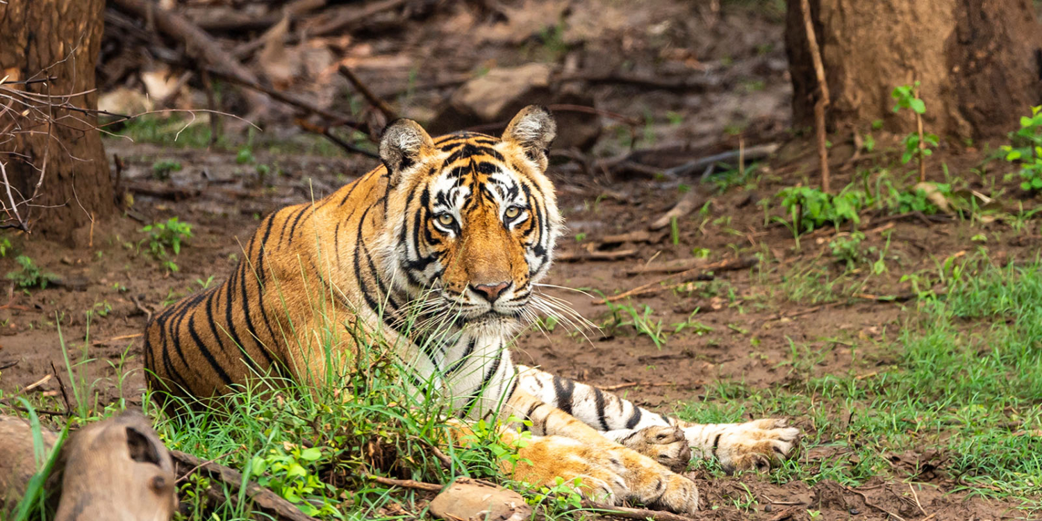 Golden Triangle with Sariska Wildlife Sanctuary