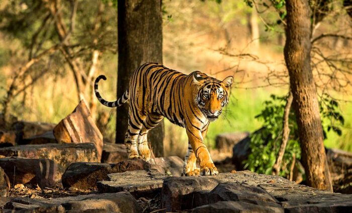 Golden Triangle With Ranthambore Park