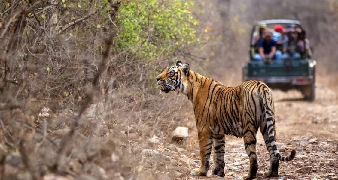 Golden Triangle with Magnificent Indian Wildlife