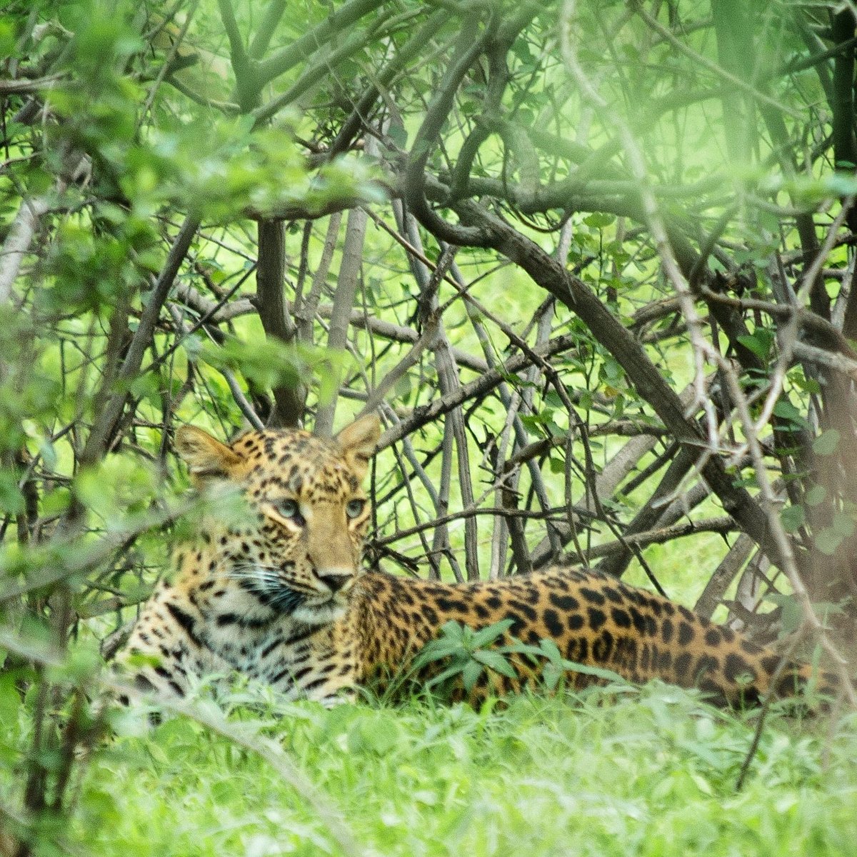 Jhalana Leopard Safari