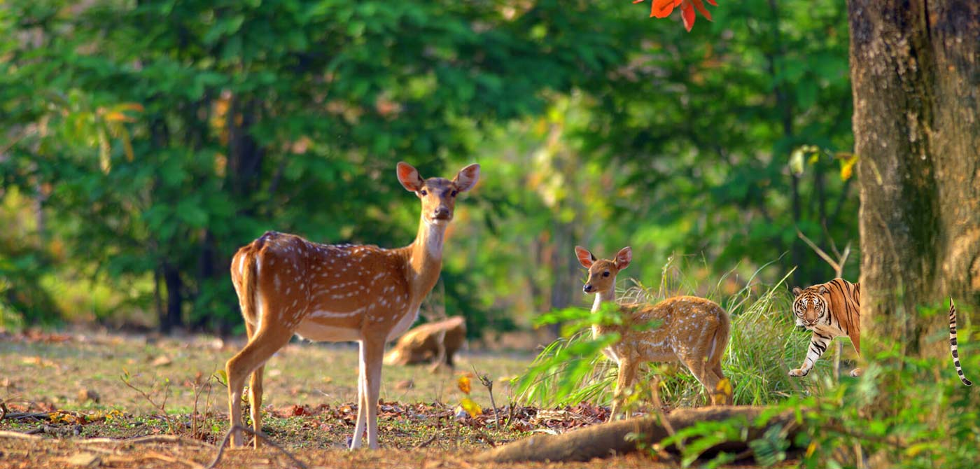 Jim Corbett National Park Safari