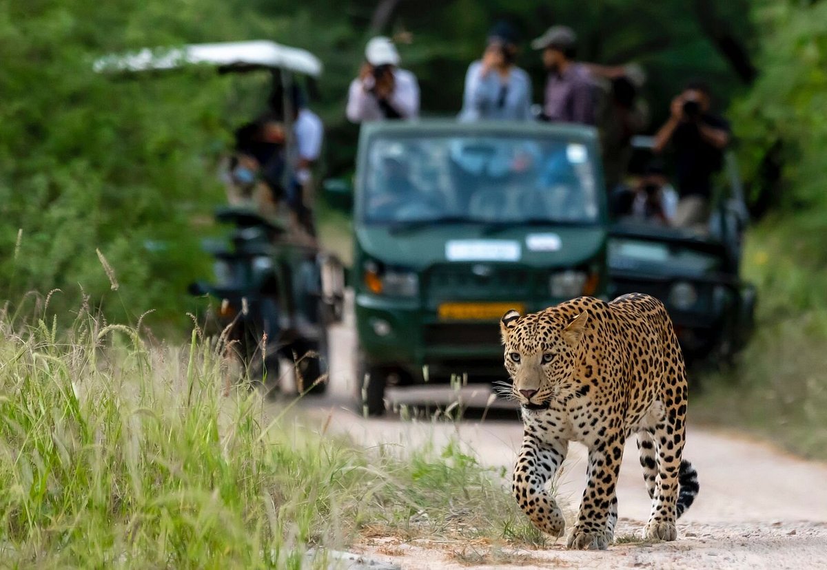 Jhalana Leopard Safari