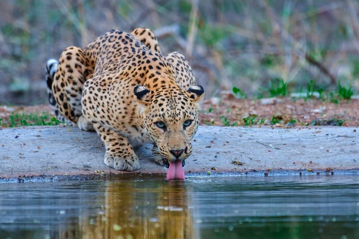 Jhalana Leopard Safari