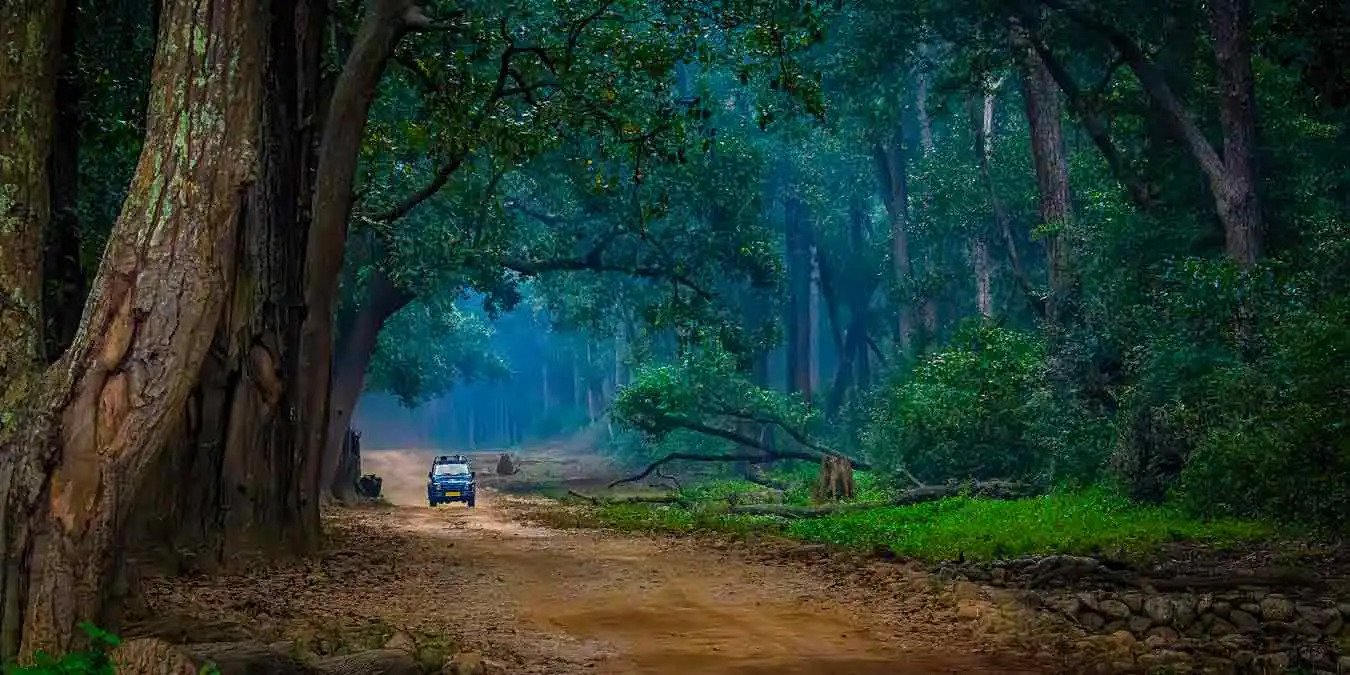 Jim Corbett National Park Safari