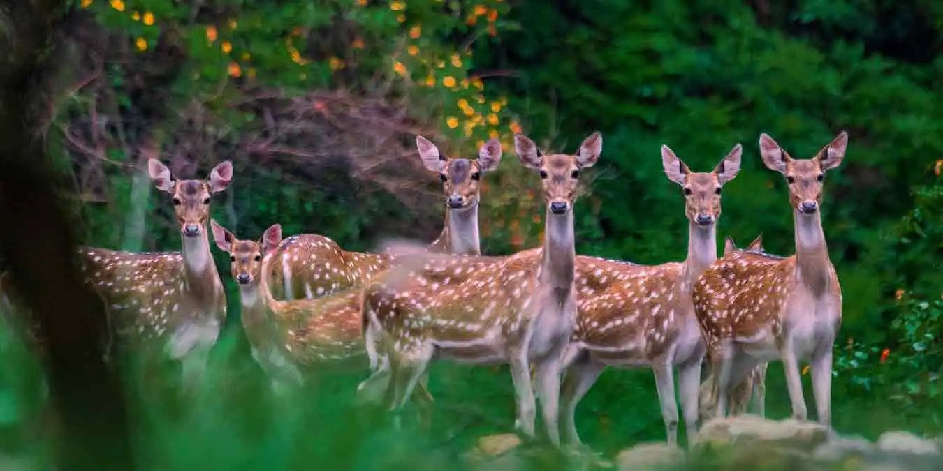 Jim Corbett National Park Safari