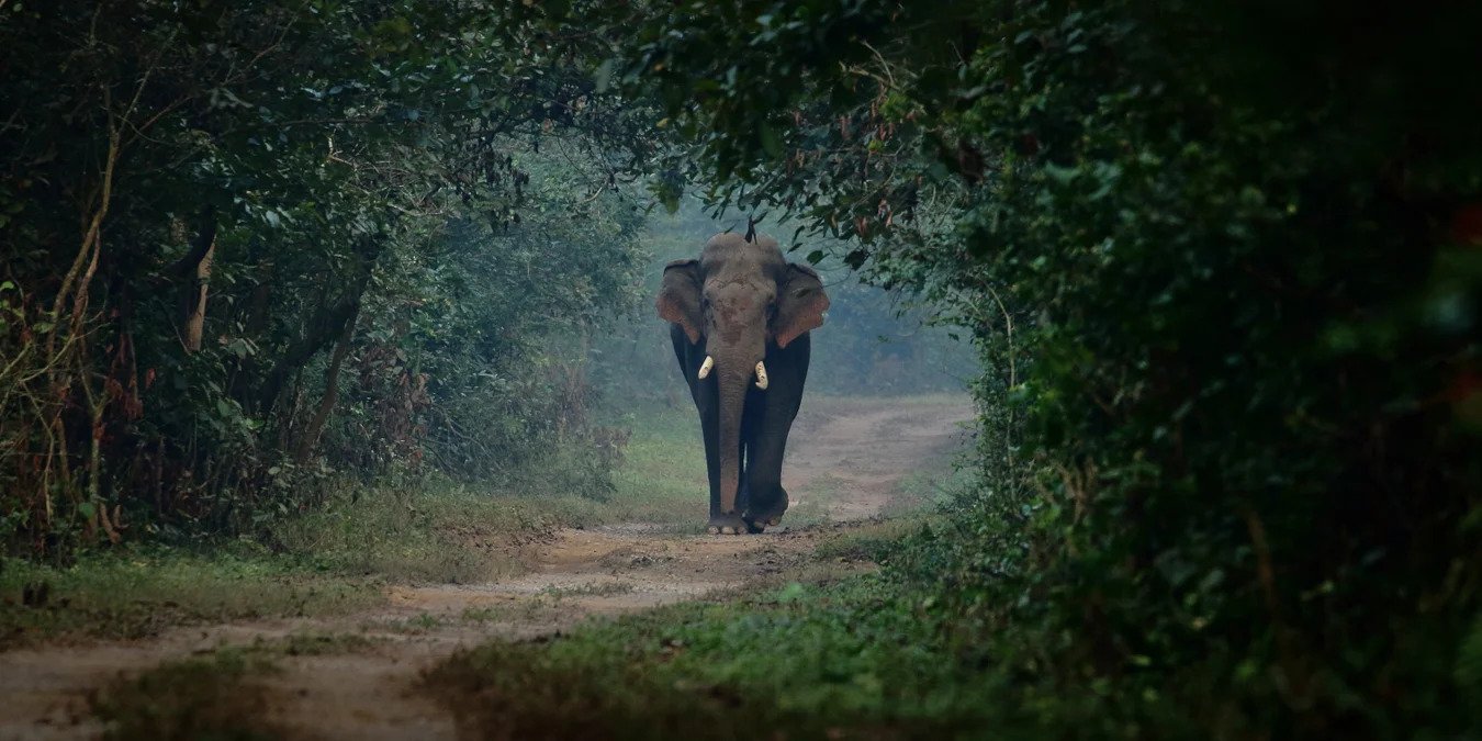 Jim Corbett National Park Safari