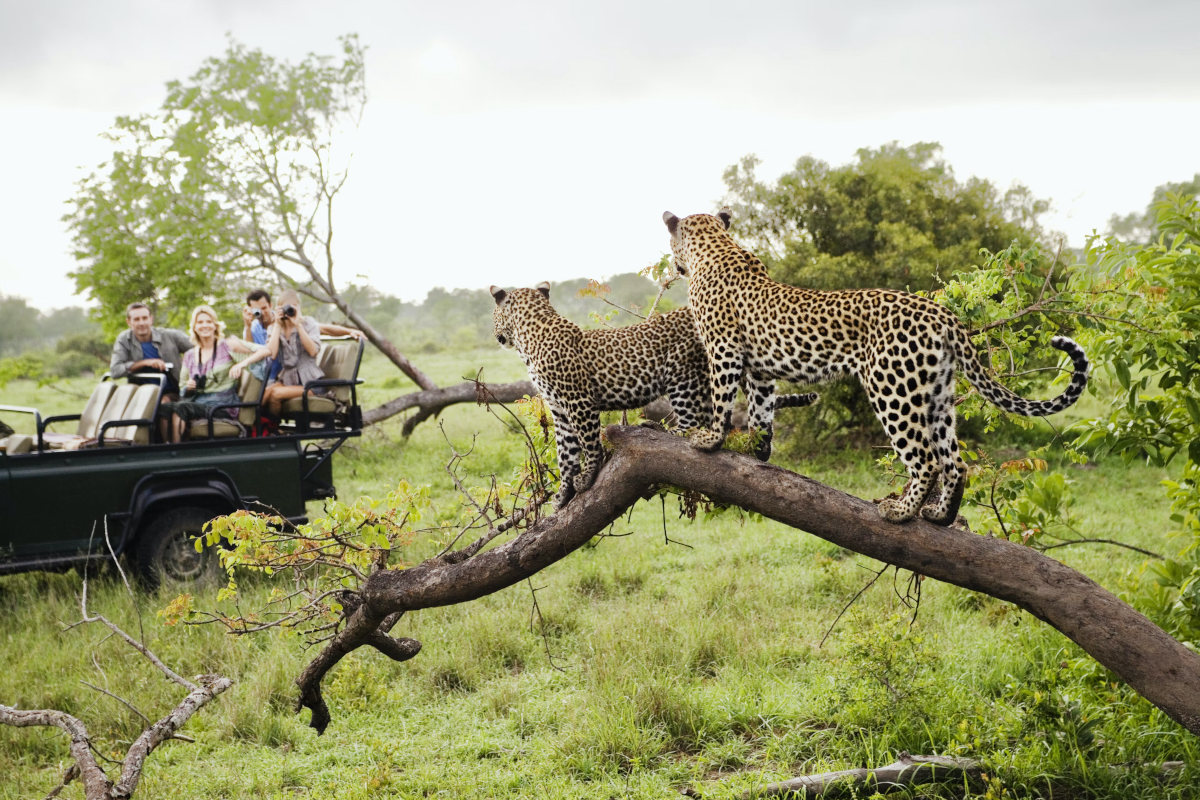 Ranthambore Tour Packages from South Africa