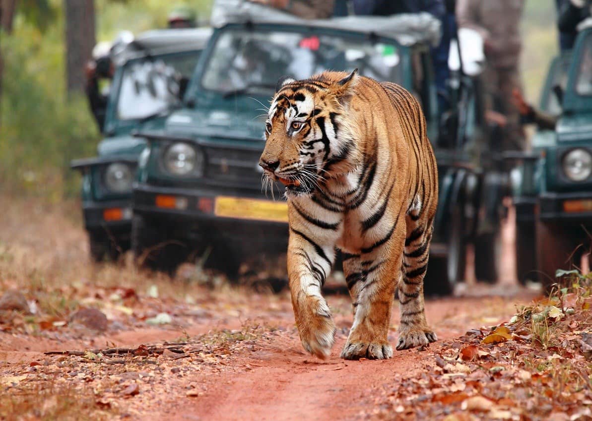 Tiger Safari in India