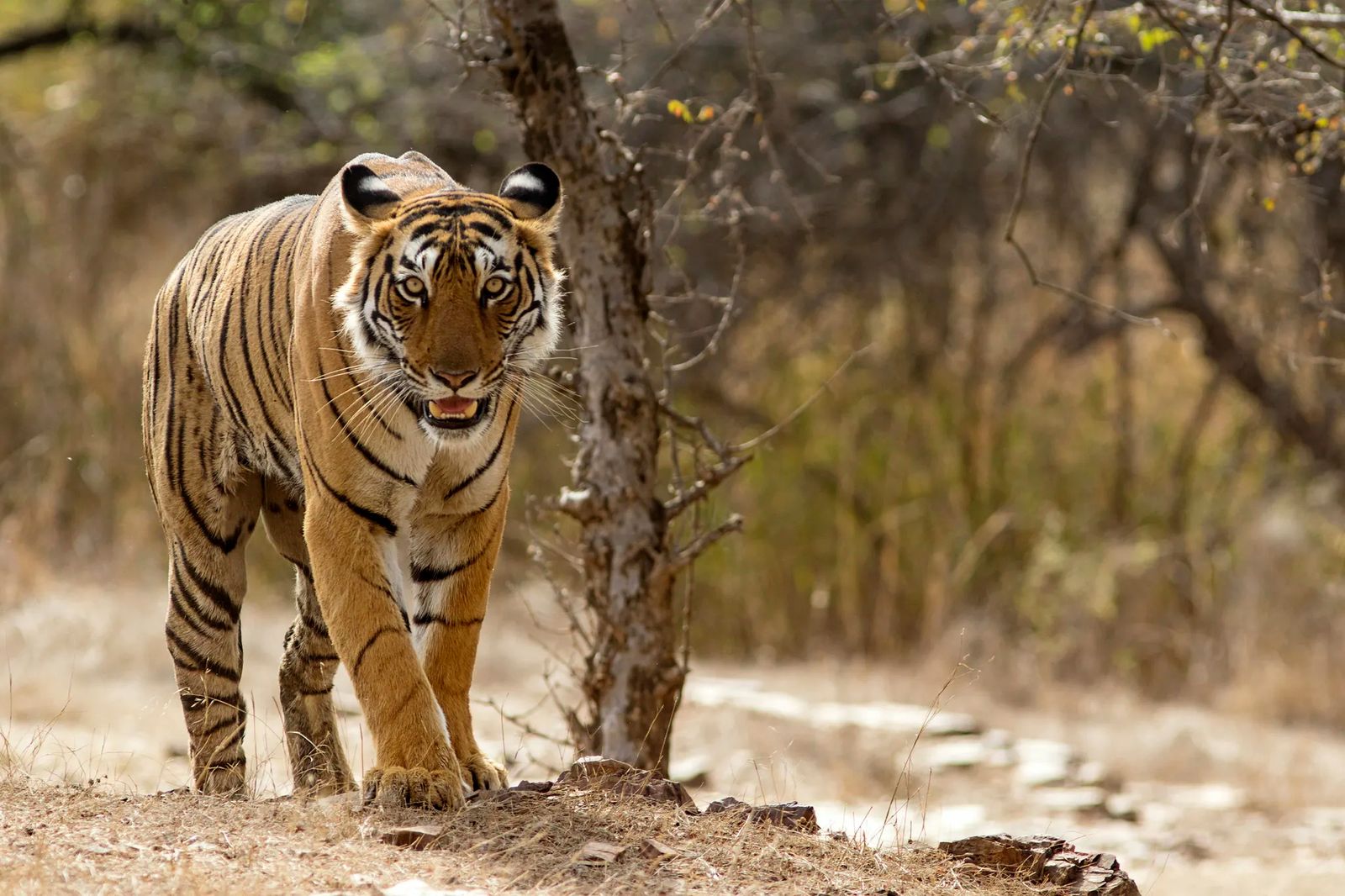 Big Cat Safari