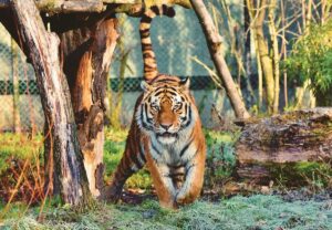 Ranthambhore Tour Packages