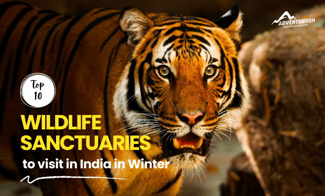 Wildlife Sanctuary 