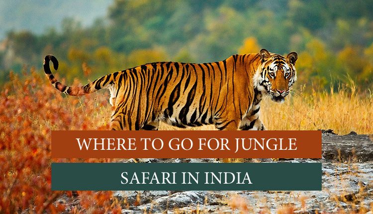 Jungle Safaris in India 